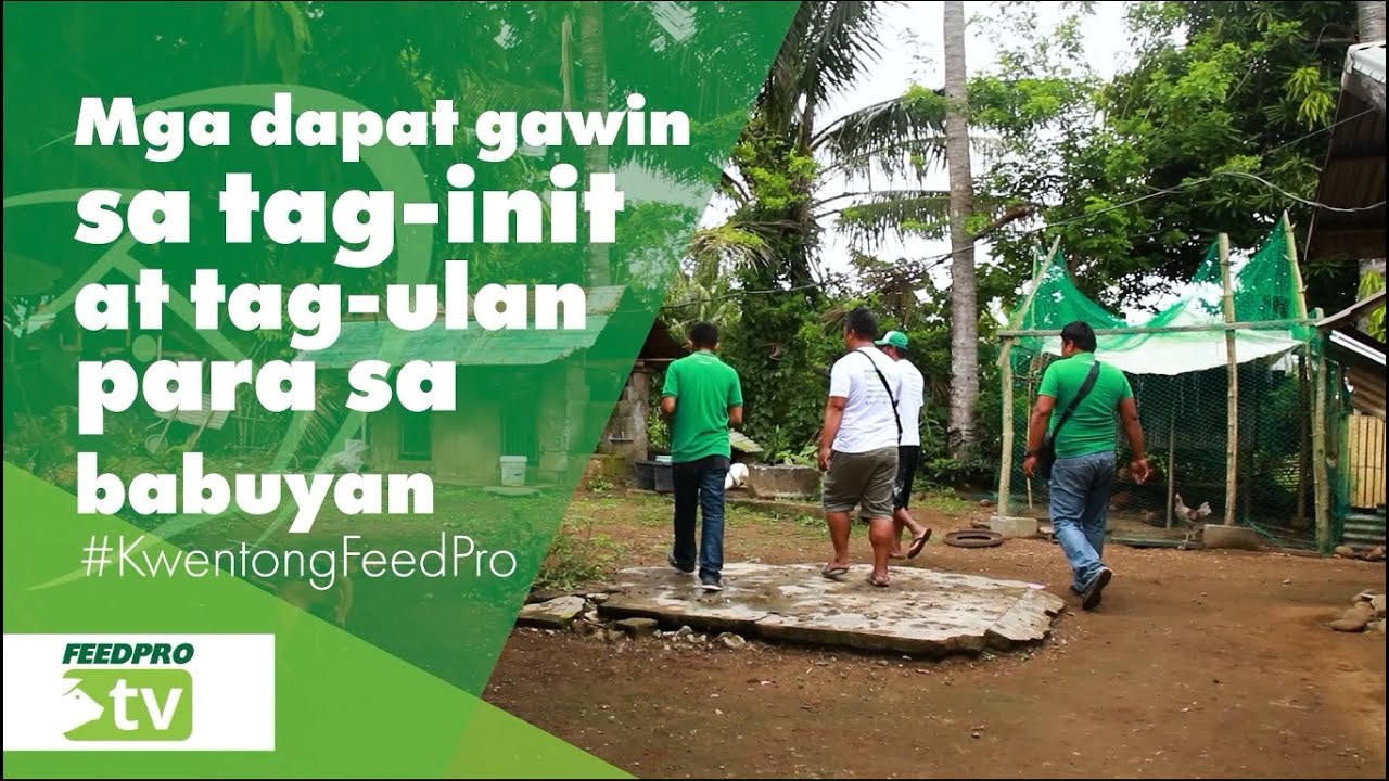 Mga dapat gawin sa tag init at tag ulan para sa babuyan