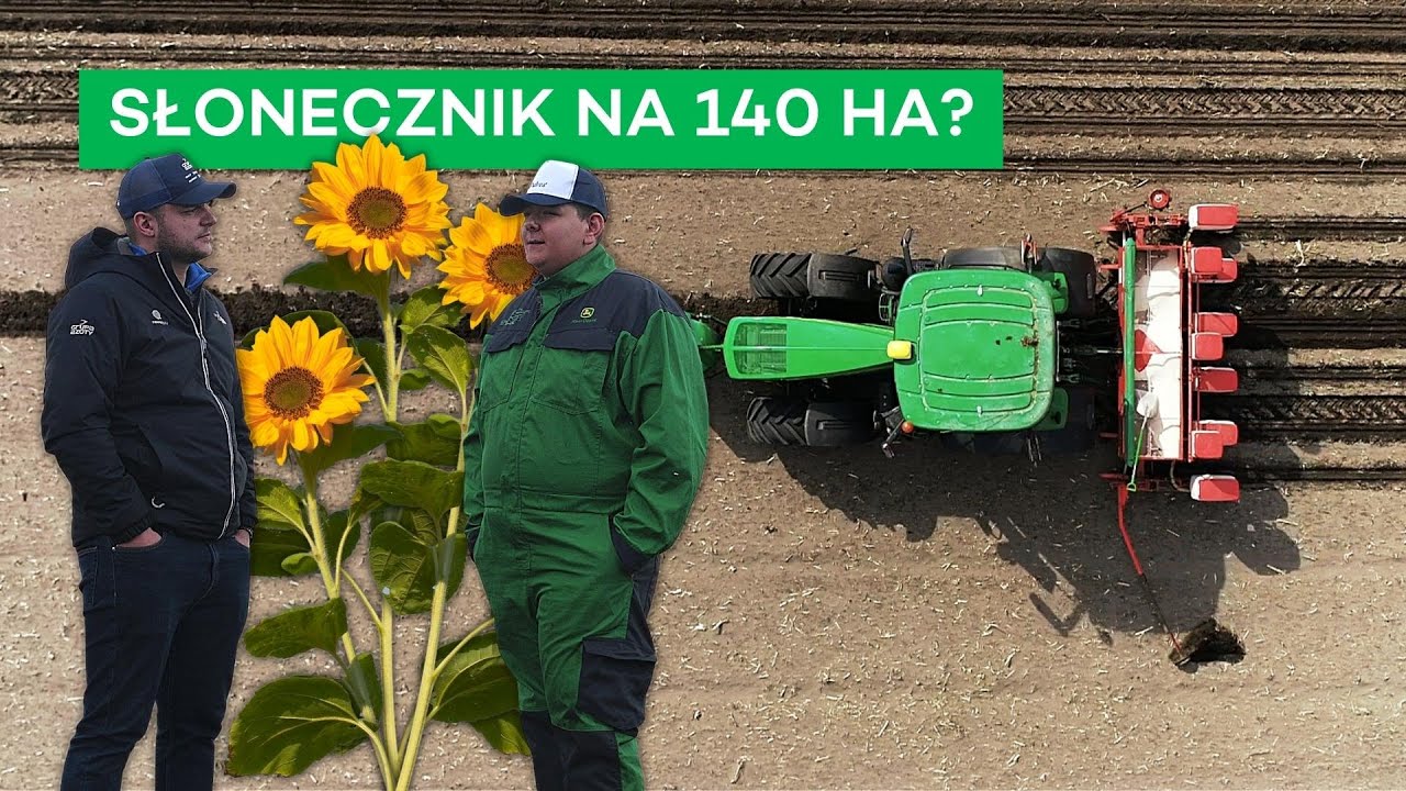 SIEW SŁONECZNIKA NA PIACHU -  DLACZEGO I CO DALEJ? - #216 nawozy nonstop