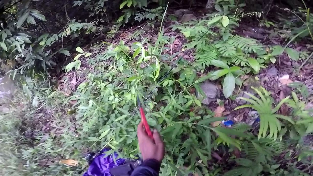 hampala barb