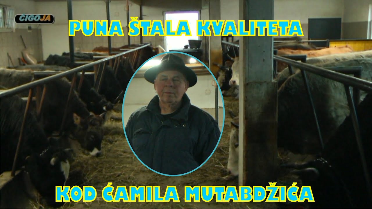 - PUNA STALA KVALITETA BIKOVA KRAVA JUNADI KOD CAMILA VLASINJE 2021 Return of the Champion