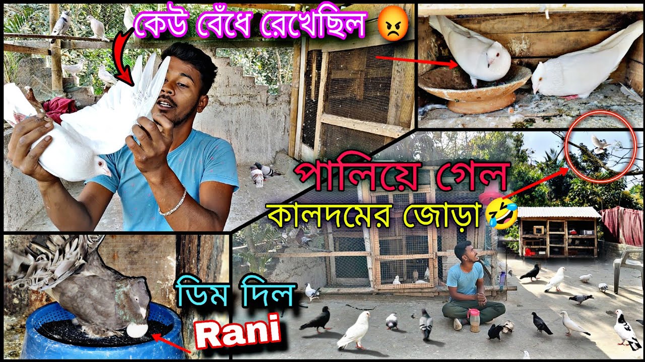 চটিয়াল কে বেঁধে রেখেছিল😡পালিয়ে গেল কালদমের জোড়া🤣