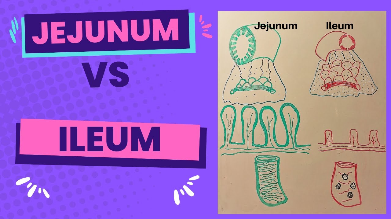 Jejunum VS Ileum