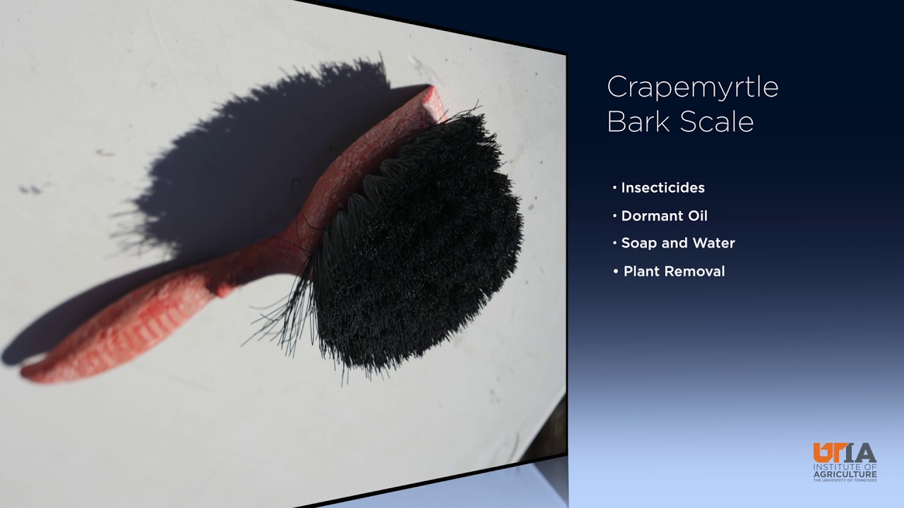 Crapemyrtle Bark Scale Control Overview