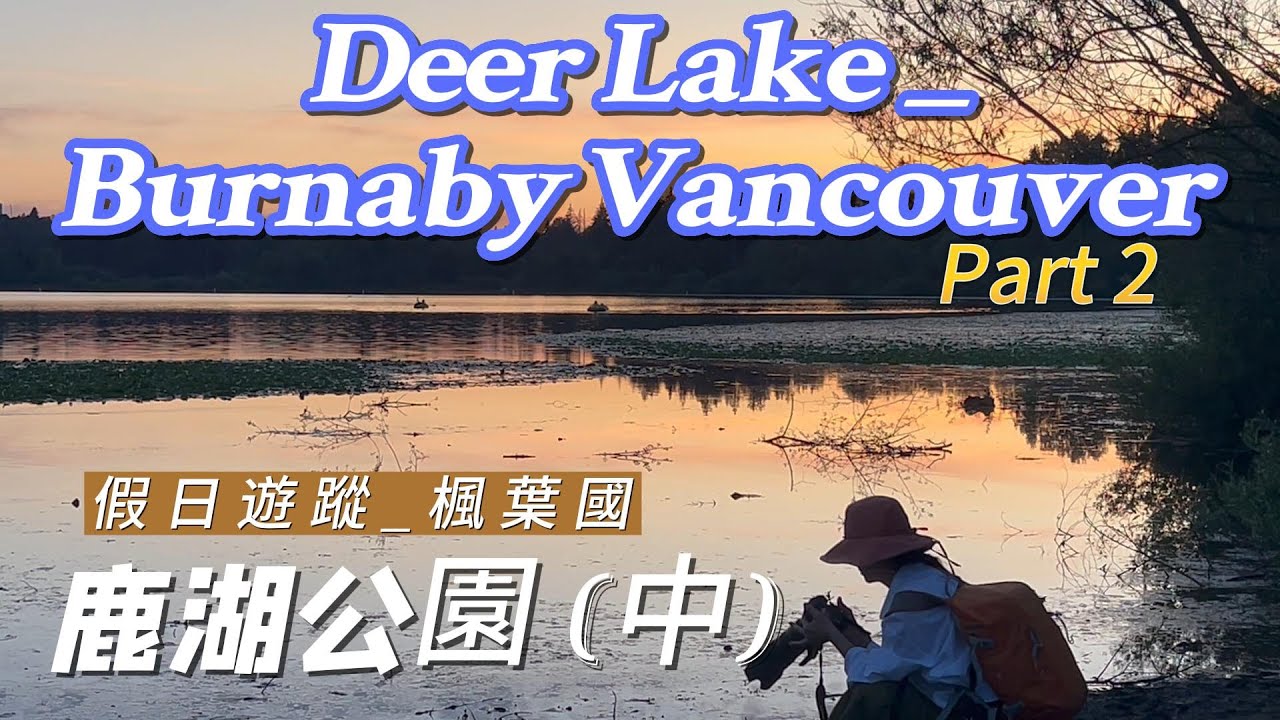 Let go to see the migratory birds of Deer Lake !公園裡候鳥棲息, 一起去看Deer Lake 的候鳥吧!