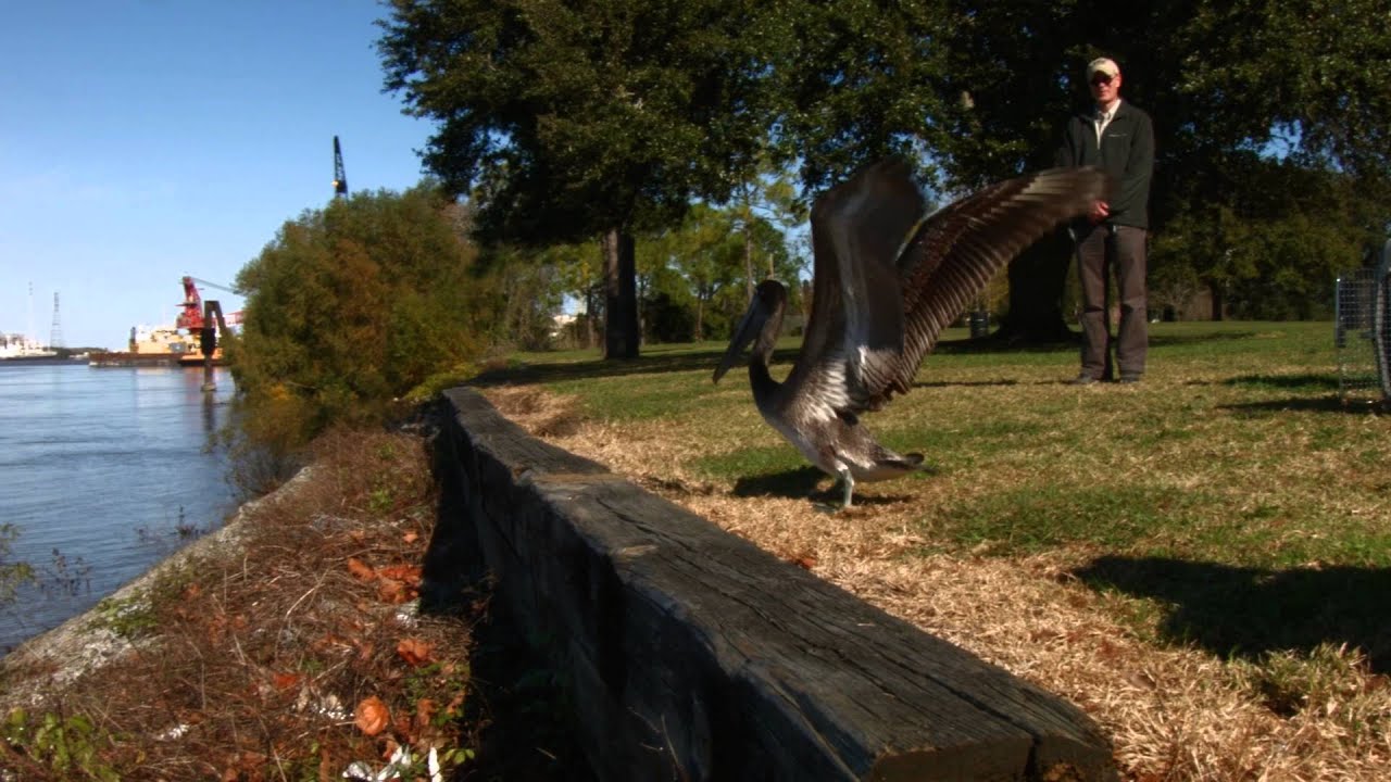 Audubon Nature Institute Releases Rehabilitated Pelican