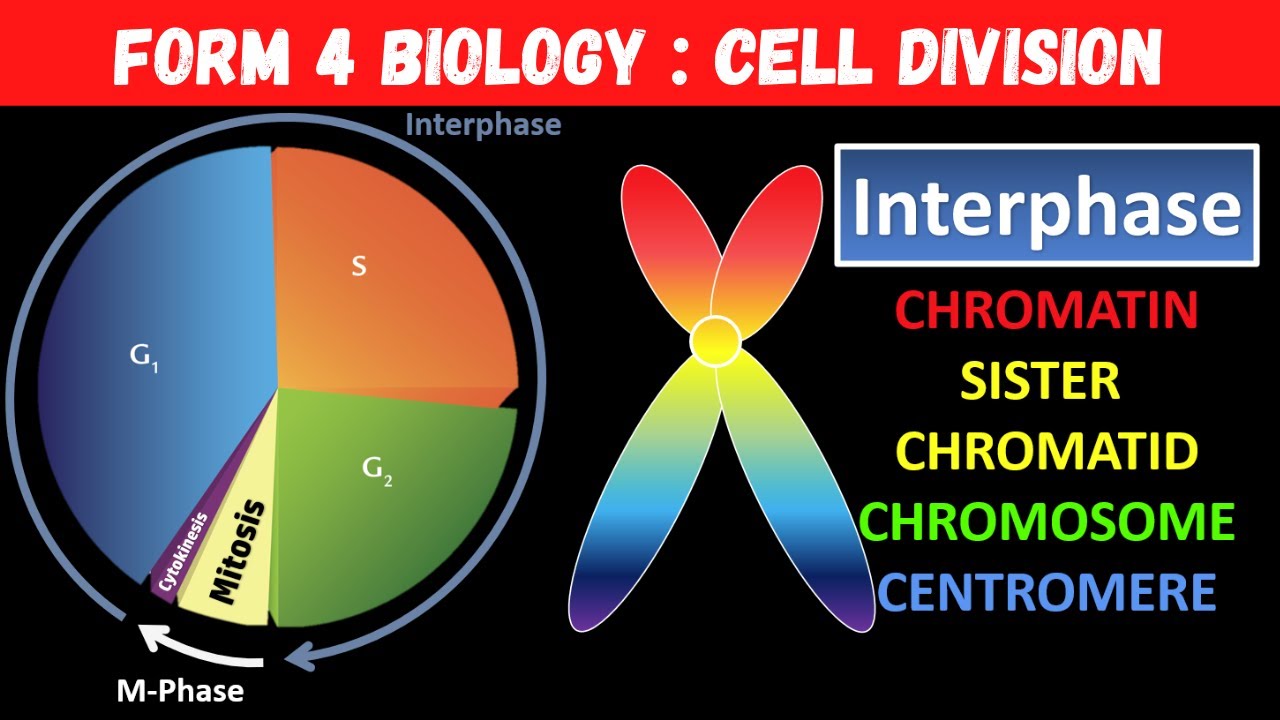 Form 4 C6 Biology Cell Division : Cell Cycle, Interphase, S Phase, Chromatin vs Chromosome (2 of 6)