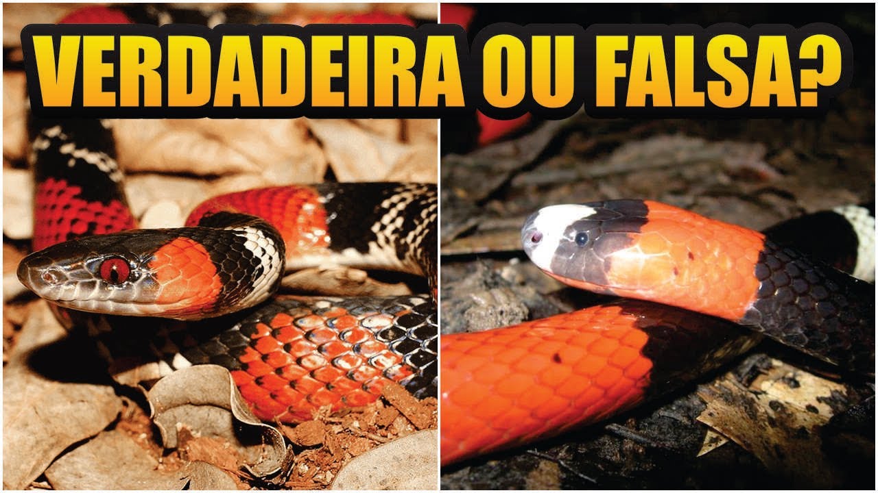 INFAL&Iacute;VEL! Coral VERDADEIRA ou FALSA? Como saber? Descubra