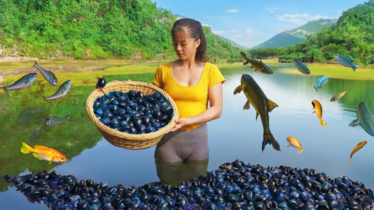 Harvesting A Lot Of Snails After Rice Crop Go To Market Sell, Take Care Animals In Farm