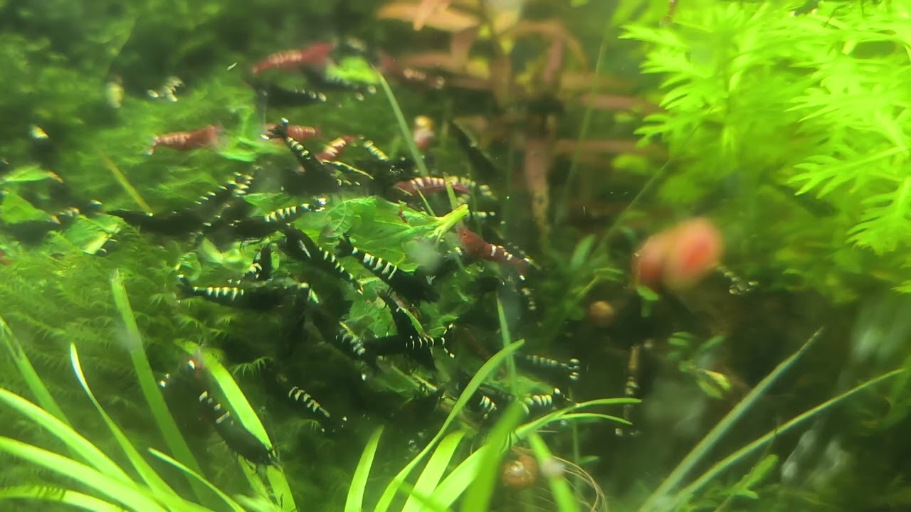 Aquarium with shrimps caridina Pinto zebra Red and Black