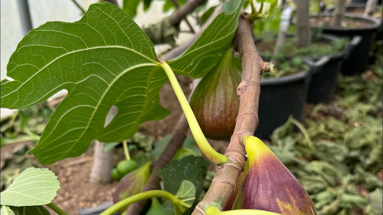 Potted figs in greenhouse