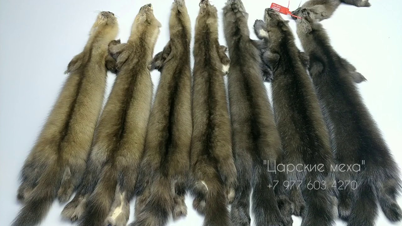 Как определить цвет соболя?