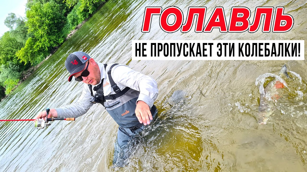 ГОЛАВЛЬ в ЧЕРНОЗЕМЬЕ - не пропускает колебалки мимо! / Часть #1