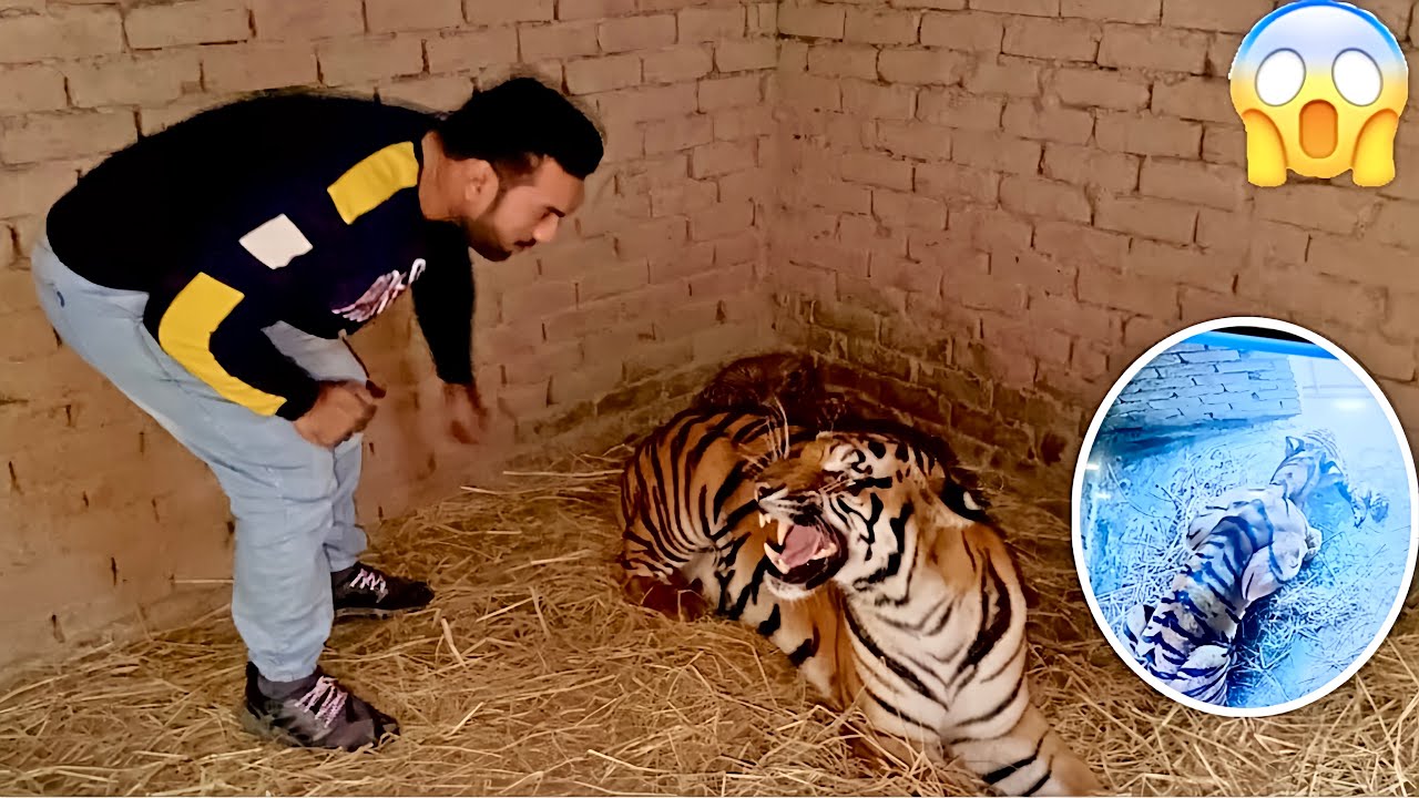Julliee Tiger Apna Bacha Khaa Gai 😱😱🐅