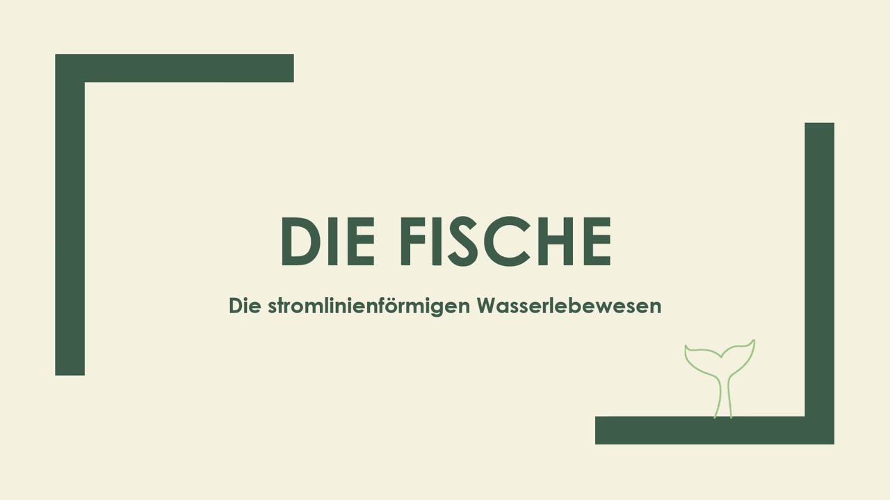 Die Fische einfach und kurz erkl&auml;rt