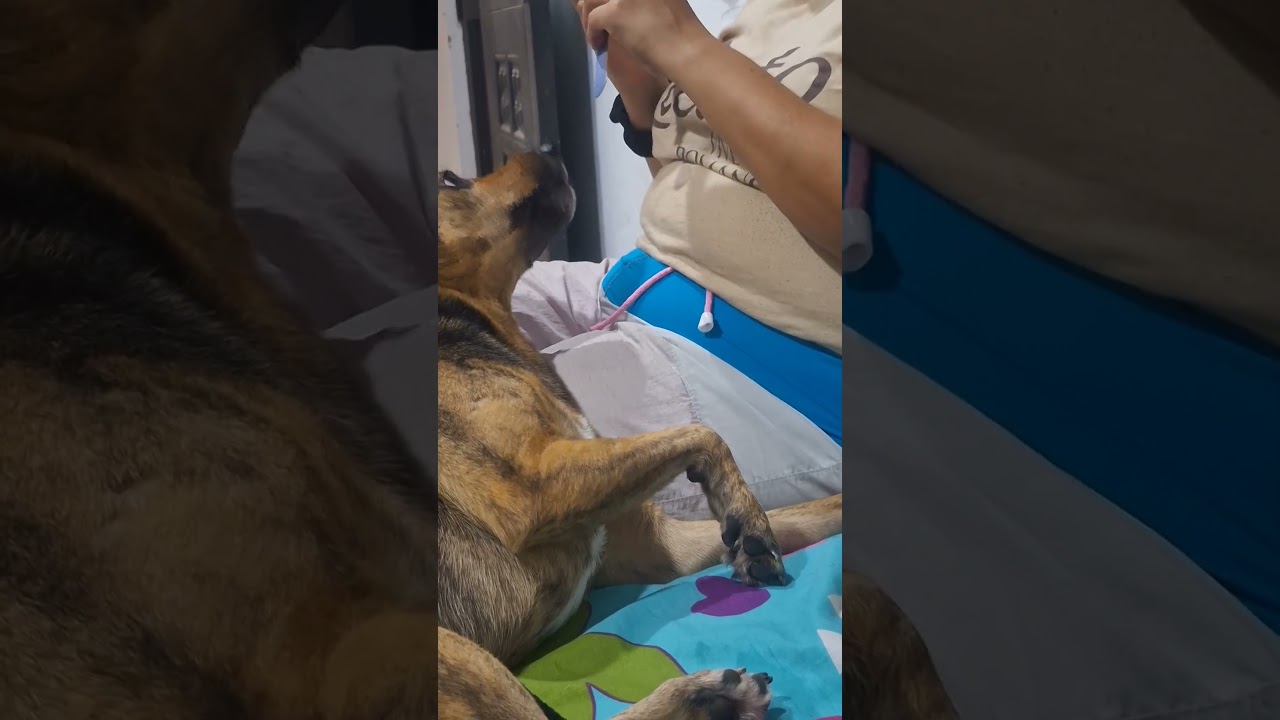 Yo queriendo limarle laa uñas🤣🐾  