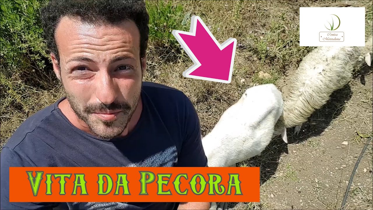 Come Allevare le Pecore