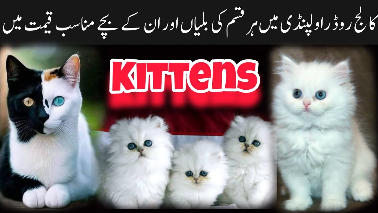 High quality cats and kittens 🐱 #viralvideos #cats #petlover #vlogger #fyp #persioncat