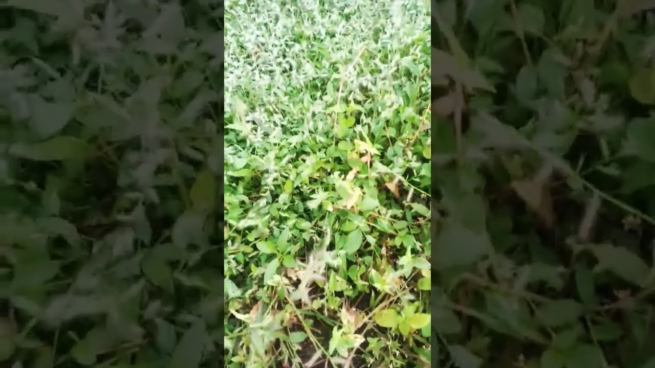no added video