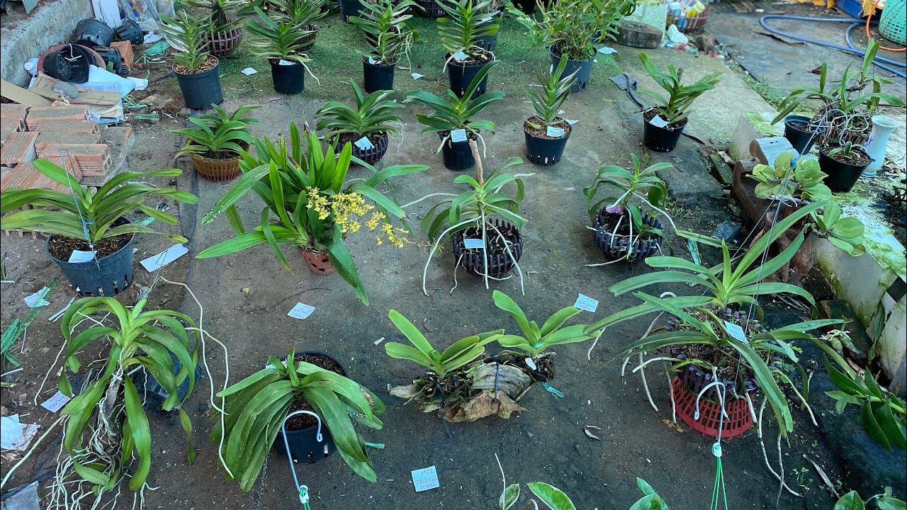 Lan rừng, đenro cát lá kẻ giá rẻ Zalo 0937797472