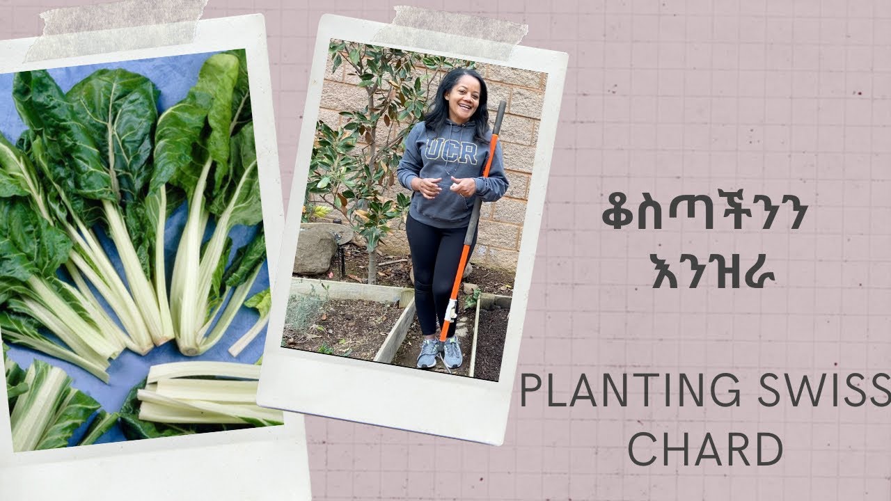 Planting Swiss Chard -ቀላል የቆስጣ አበቃቀል በጓሮዋችን