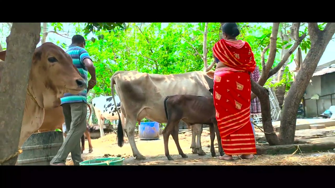 Go Palan Yojana (MKY).                            #boudh #viral #animal 