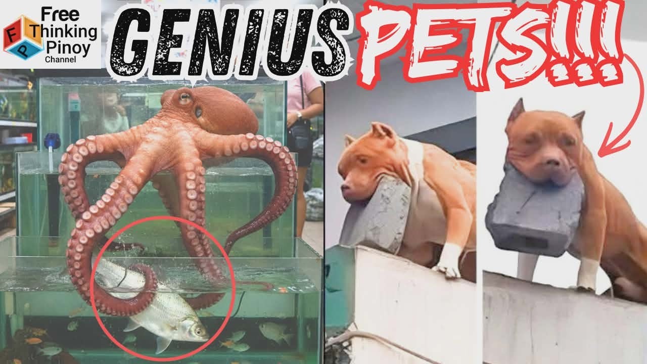 NEW🌟Part 2 Henyong Hayop: Pogita at ASO | Intelligent Animals