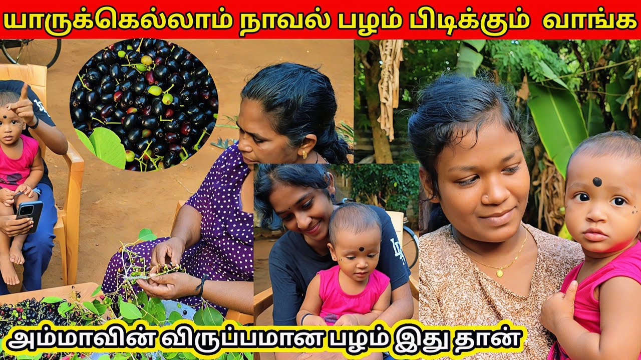 😱கரன்ட் வயர்க்கு  மேல விழுந்துட்டு|@Jansanview #fruit #natural #graphs #srilanka #family #vlog 