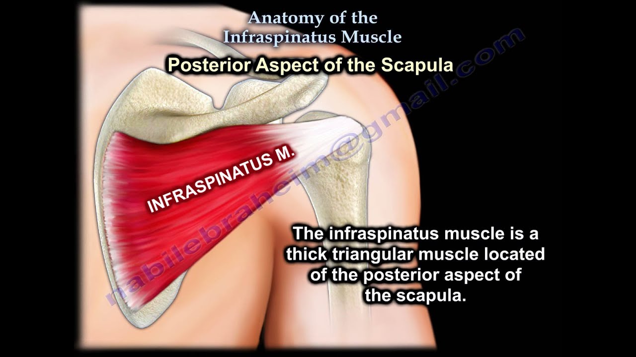 Анатомия подостной мышцы — всё, что вам нужно знать — доктор Набиль Эбрахайм