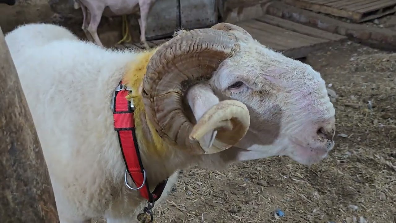 Nizam Ka Dera || Al Mehtab Goat Farm