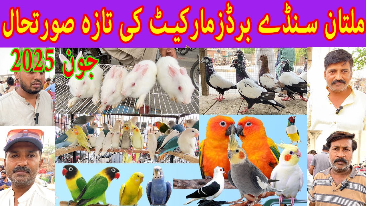 Multan Sunday Birds Market Price Update 2025 | Pakistan Bird Market | Lahore| Islamabad | Karachi