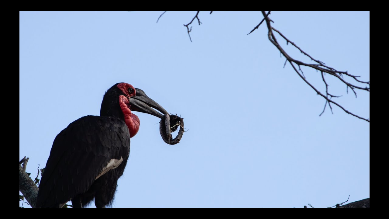 Some of the 'SMALLER STUFF' on SAFARI