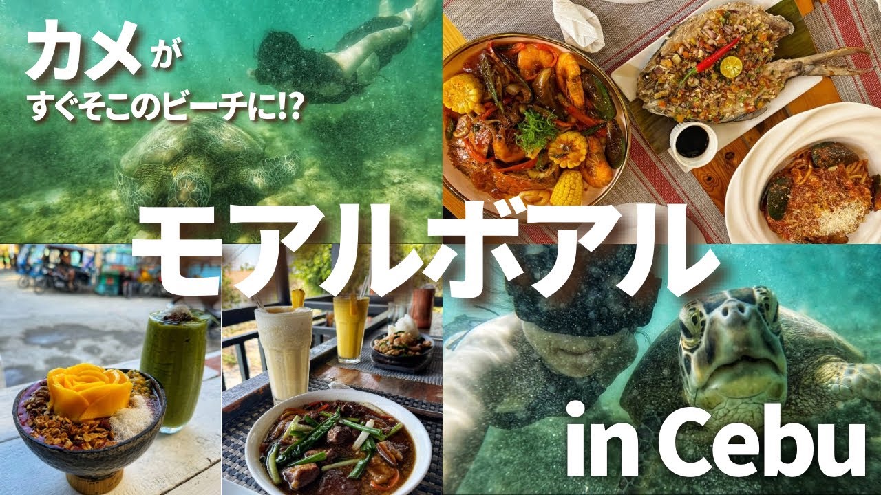 【セブ旅行】自力で格安！！モアルボアル最高すぎたので、本当に行ってほしい