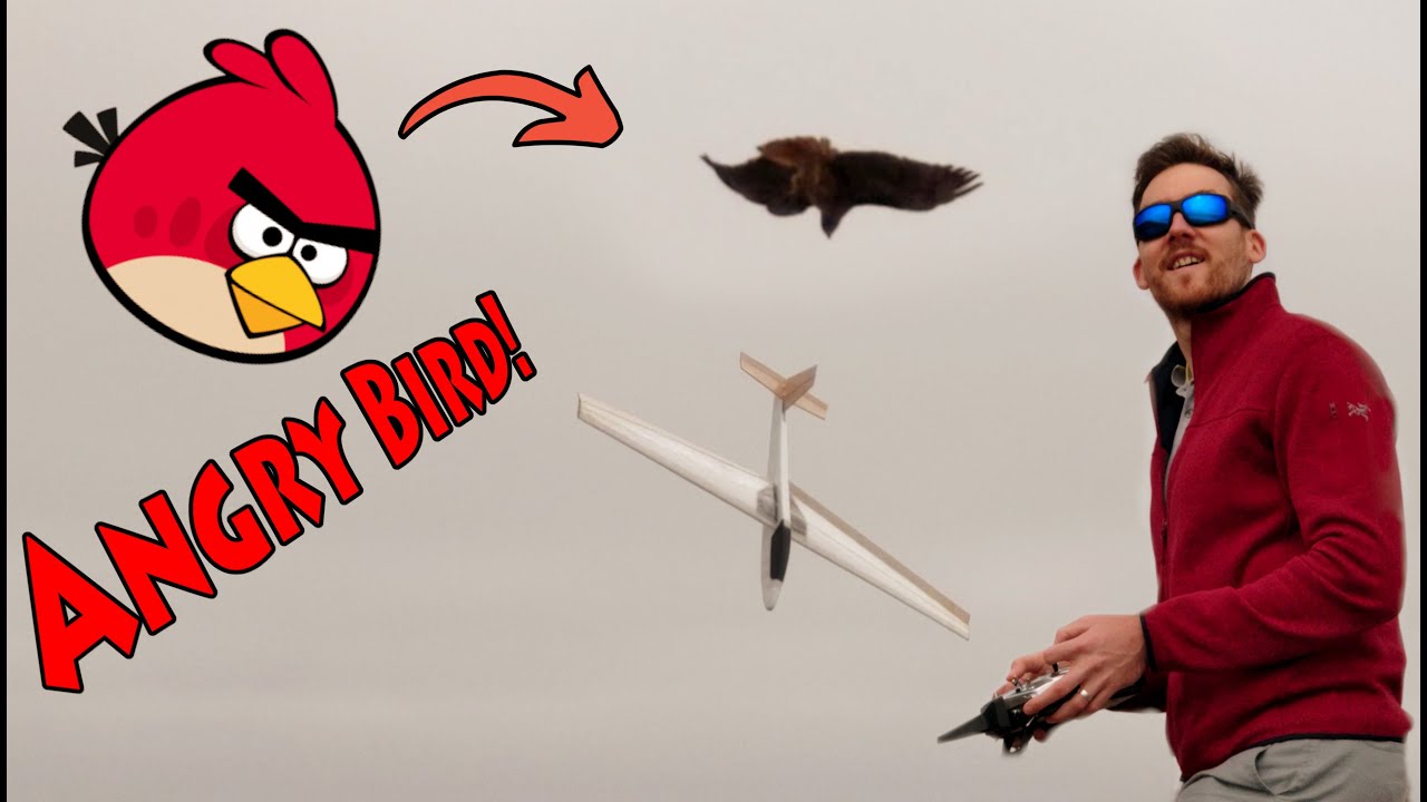 Crash landings and bird attacks ... slope soaring fun! 😂