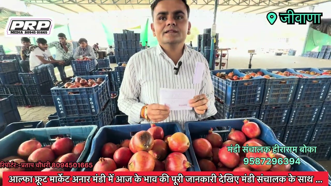जीवाणा आल्फा फ्रूट मार्केट अनार मंडी में आज के अनार के भाव की पूरी जानकारी…..