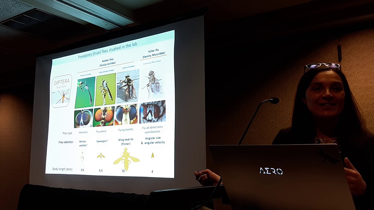 Cosyne 2020 - Workshop 1.8 - Paloma Gonzalez-Bellido- Neural adaptations for interception in insects