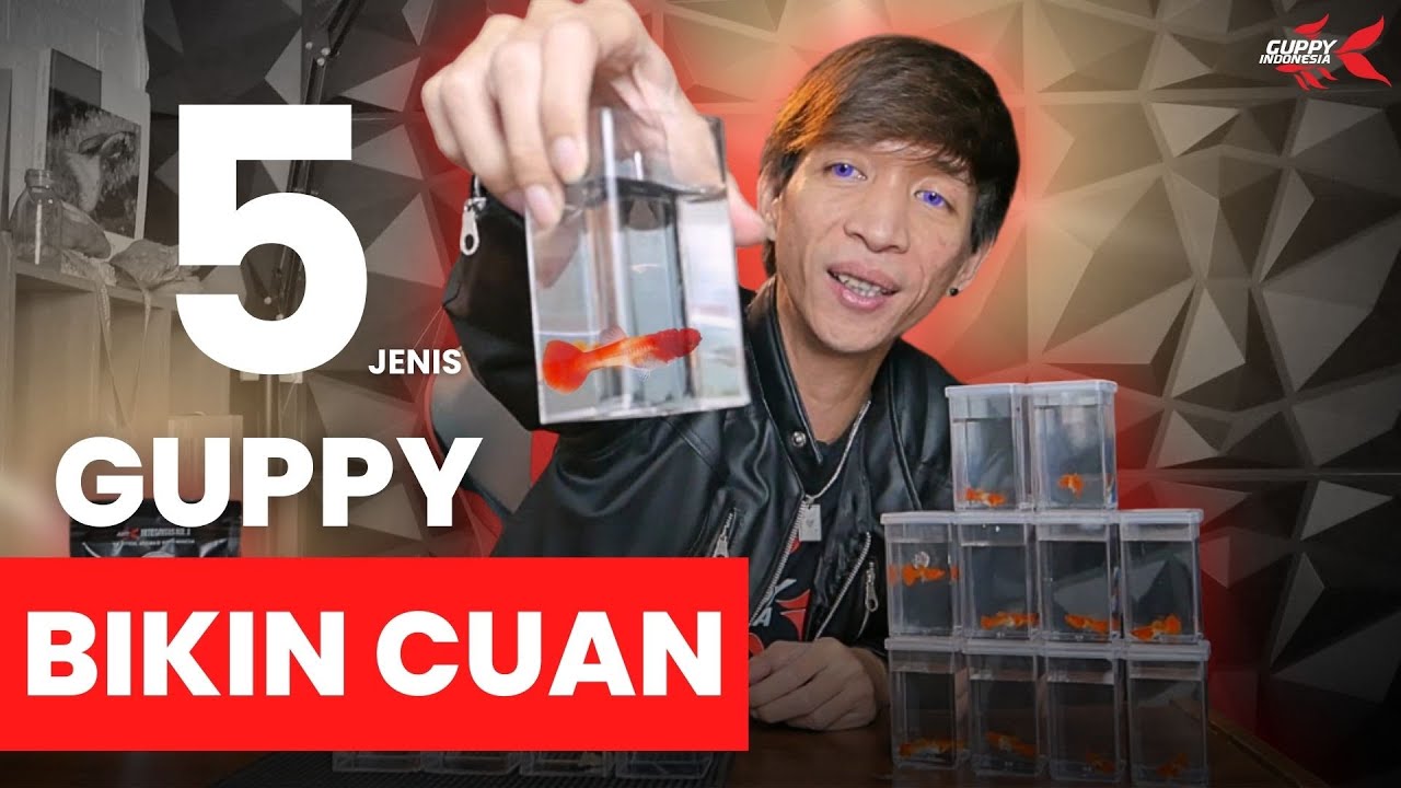 REVIEW 5 JENIS GUPPY YANG HARGA NYA KUAT