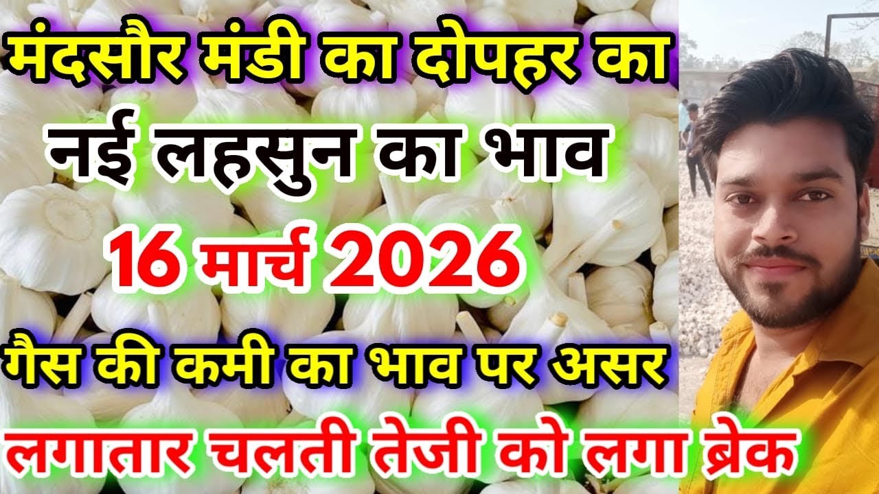 मंदसौर मंडी का आज का लहसुन का भाव | Aaj Ka Lahsun Ka Bhav | Today’s Garlic Rate | Lahsun Ka Bhav