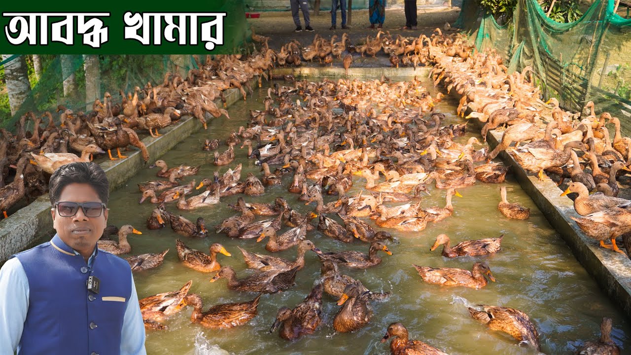 বাড়িতে আবদ্ধ ভাবে হাঁস পালন | আবদ্ধ হাঁসের খামার | Duck farming | Khamar Bangla 24.