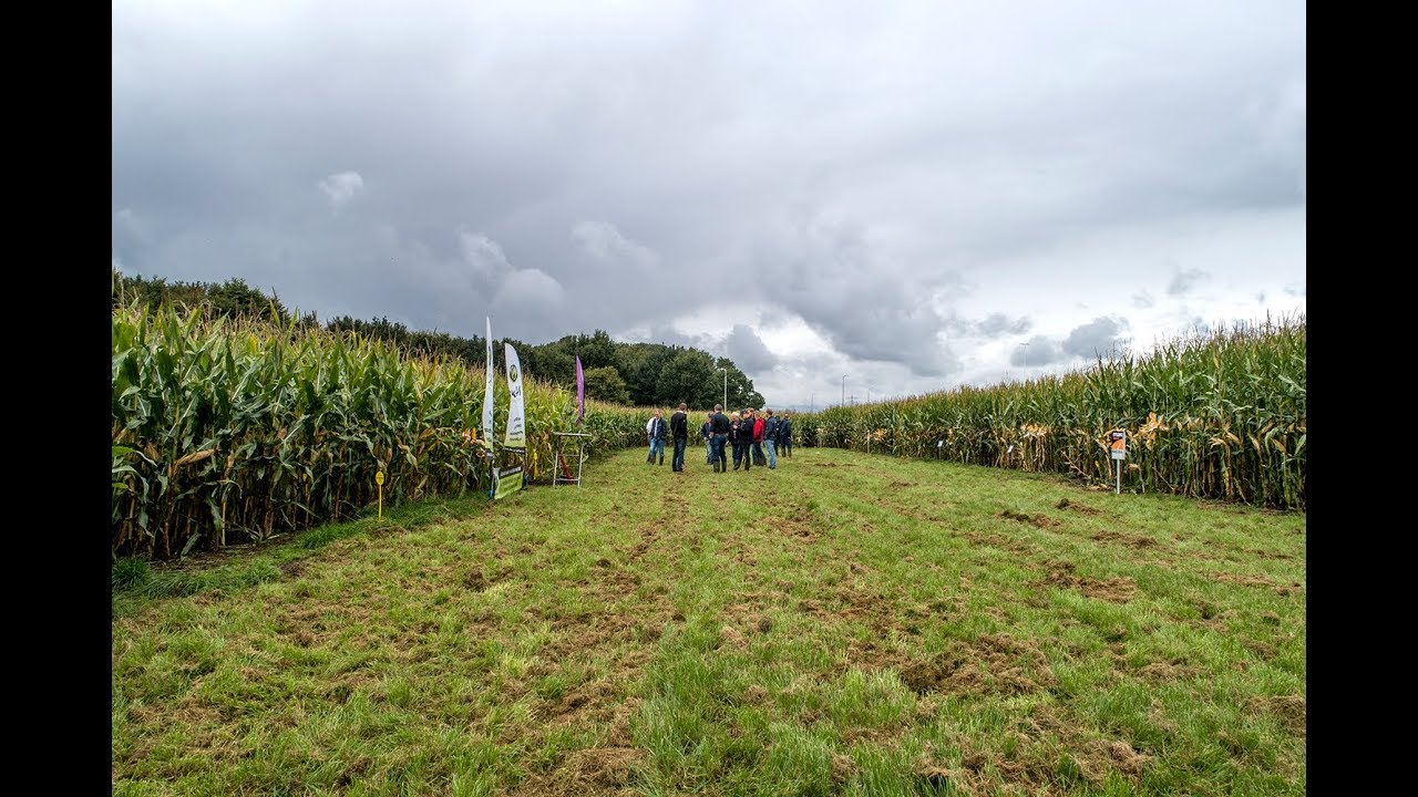 Maisdemo 2018 ProfytoDSD