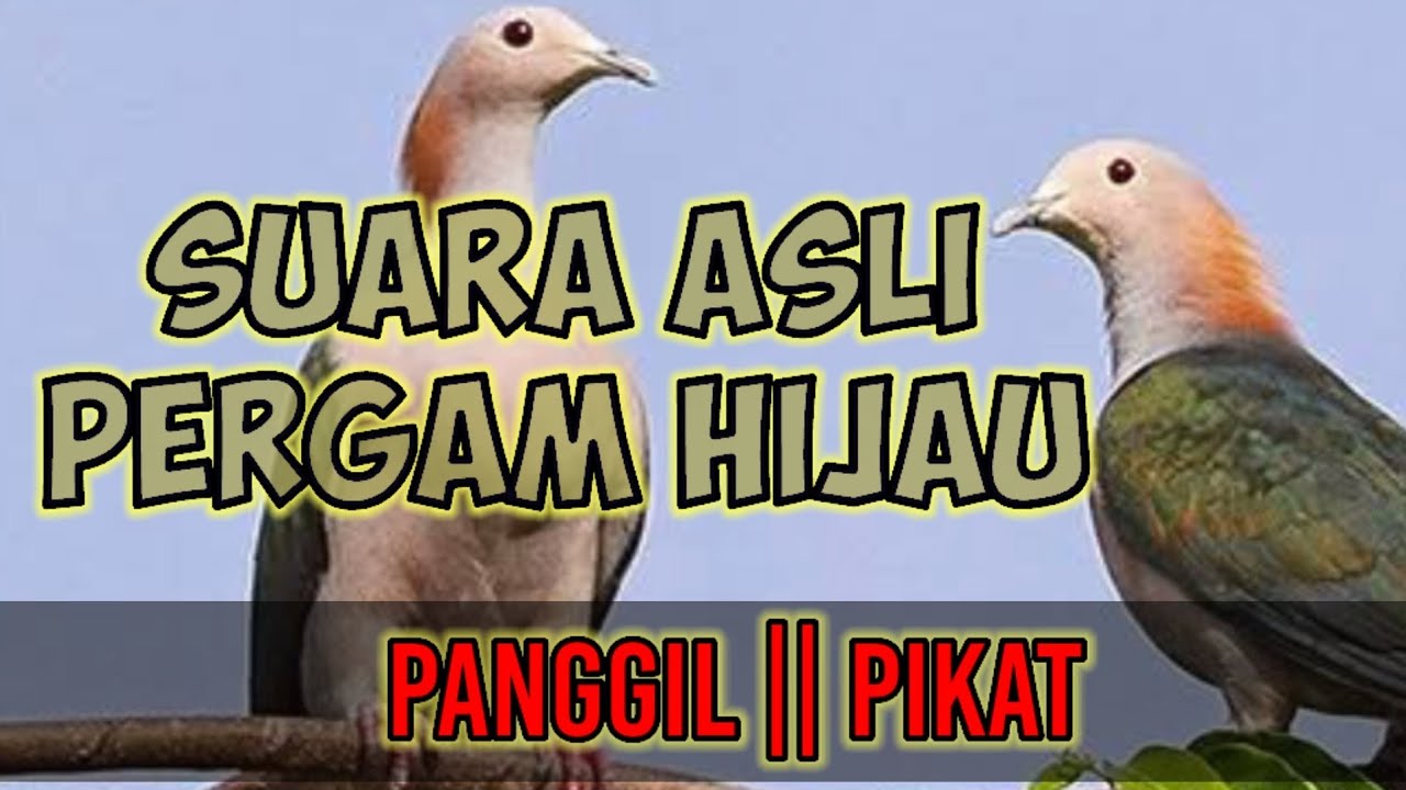 SUARA ASLI PERGAM HIJAU&radic;&radic; Pikat||Panggil