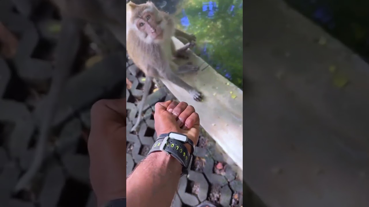 funny fuck monkey #laughoutloud #funny #content #viral#shorts
