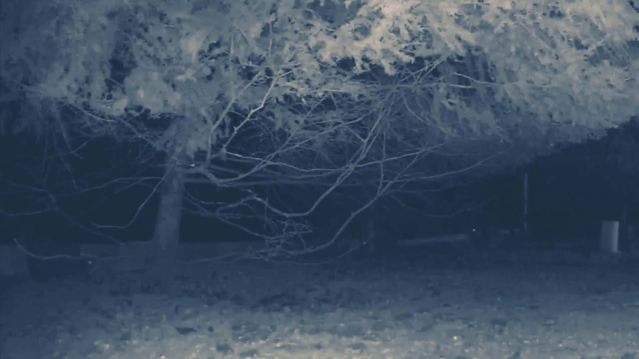 Owl attack: got a chicken.