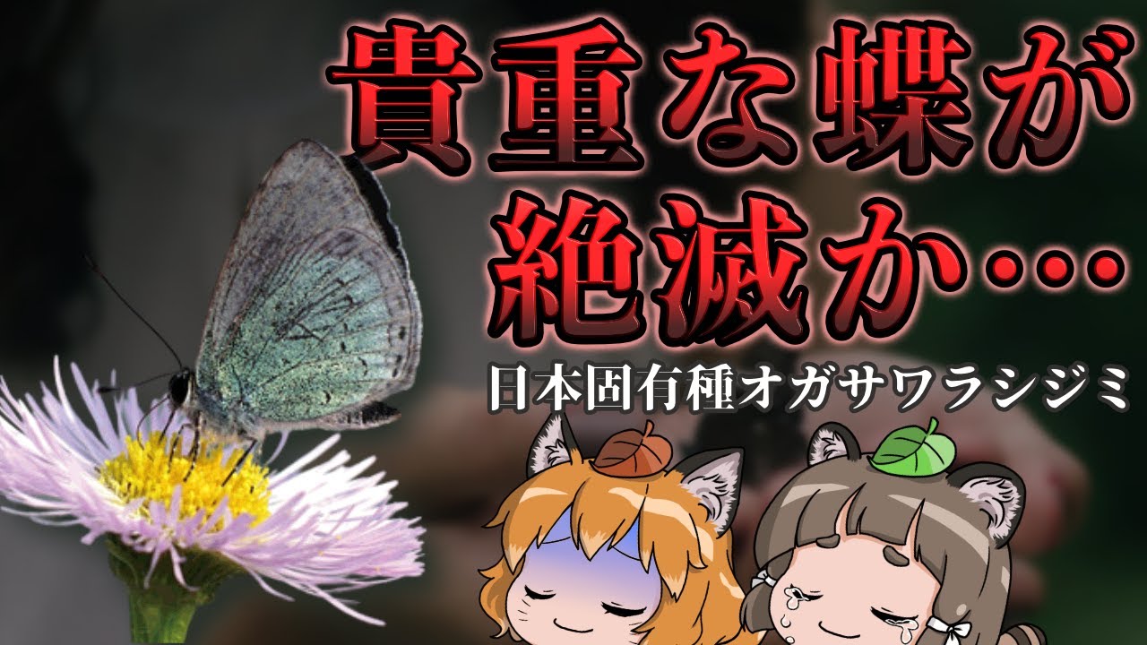 オガサワラシジミが絶滅か&hellip;日本固有種の蝶はどうして消えた？@henchrou