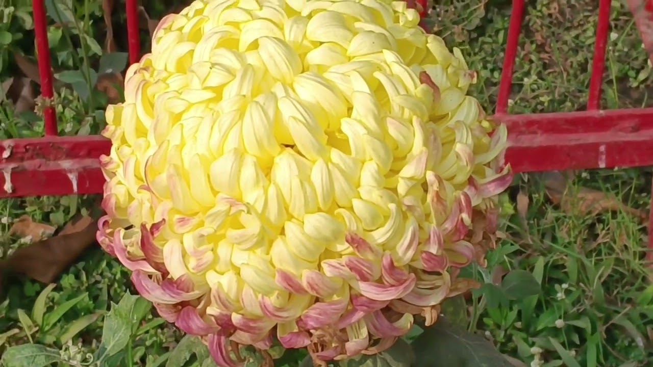বেলুড়মঠ এ শ্রী শ্রী ঠাকুর, শ্রী মা ও স্বামীজির আশীর্বাদ নিয়ে কাটালাম ছেলের জন্মদিনটা। 🙏🌺🙏