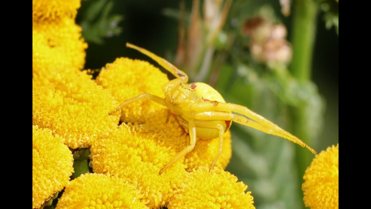 On the Hunt: Flower Crab Spider