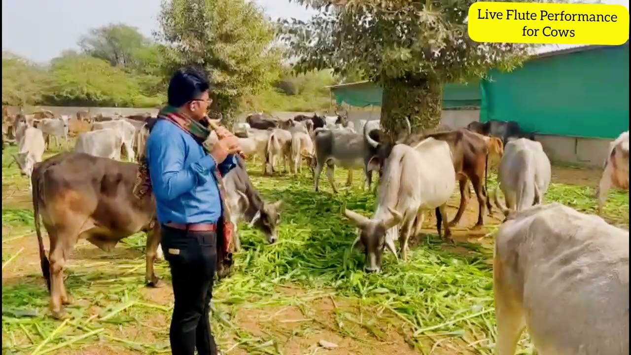 Calming Flute Music for Cows | Live Performance at Jalaram Gaushala Bhabhar #Bansuri #Flute