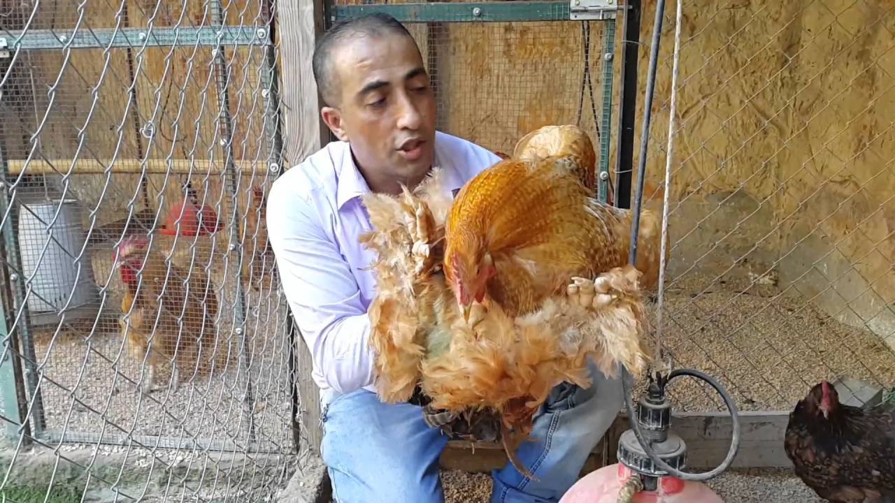 زياره جديده الى اكبر مزارع دجاج الزينه الجميل والنادر مع جمال العمواسي