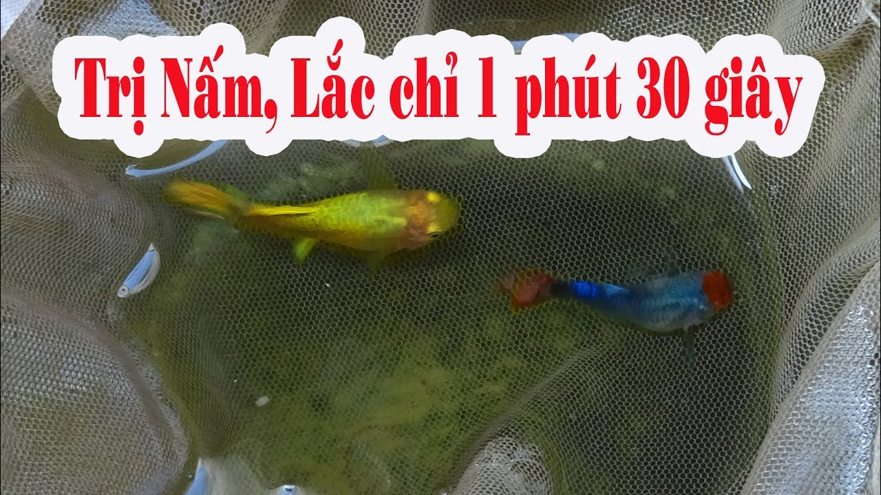 CÁCH TRỊ NẤM, LẮC Ở CÁ 7 MÀU CẤP TỐC HIỆU QUẢ | Túc Thịnh