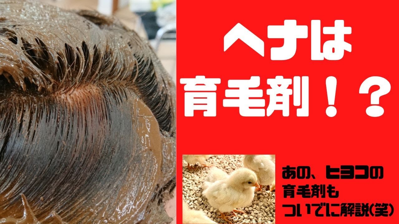 ヘナで髪が生える？ヘナの育毛効果をお教えします！