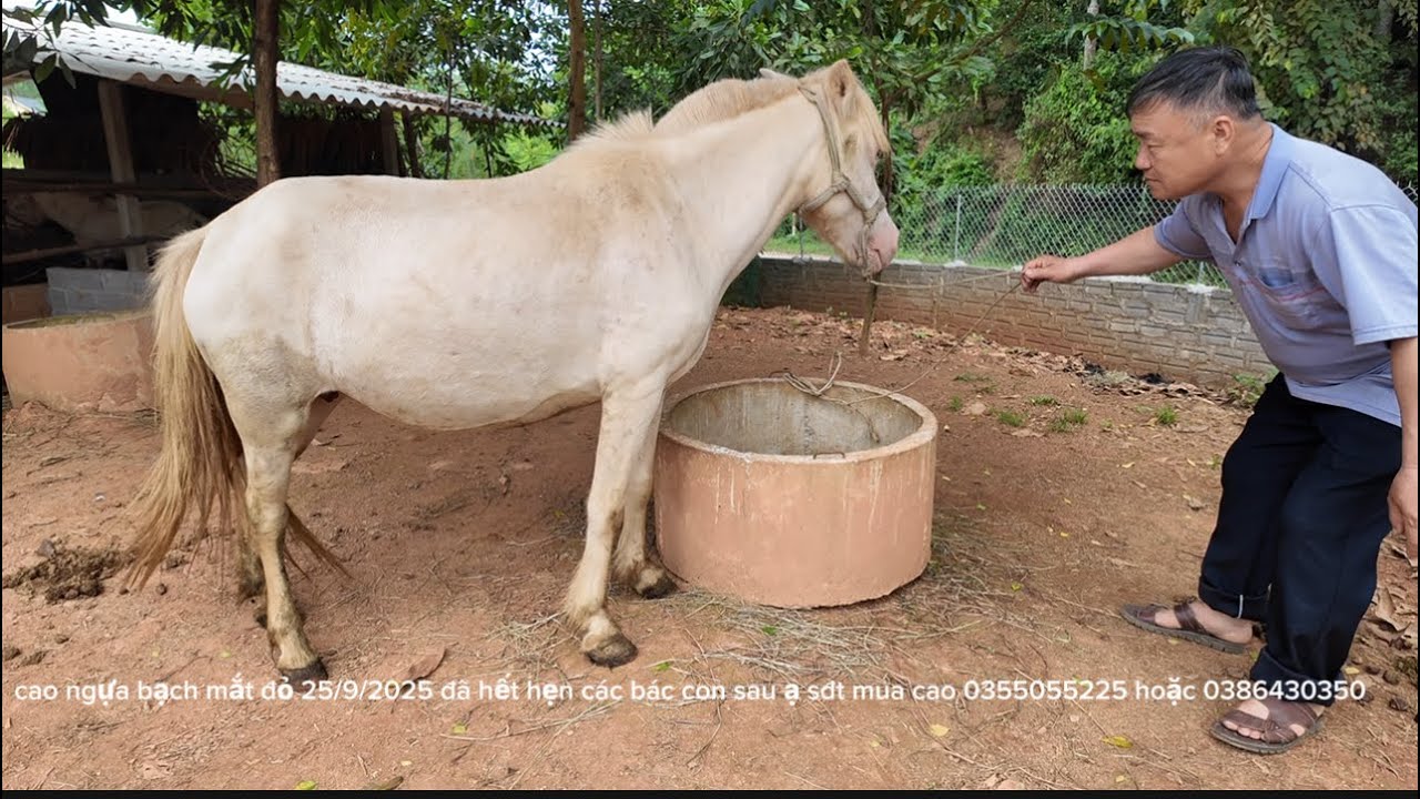 gian nan đi xuyên ngày đêm vượt 4 tỉnh phía bắc tìm ngựa bạch mắt đỏ nấu cao.@Tieng.Goi.Vung.Cao.592